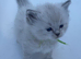Beautiful Ragdoll Kittens