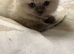 GCCF Ragdoll kittens Excellent pedigree