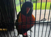 Rainbow lorikeet
