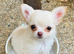 Teacup chihuahua
