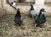 Race pigeons free