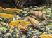 Golden shrimp + assassin snails