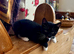 Tom kitten thinks he’s a puppy as our dog helped raise him