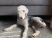 Bedlington terrier boy