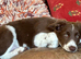 Stunning Red/ white border collie pups