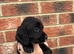 Cocker spaniels puppies