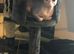 Male sphynx 18months old still intact lovely boy very affectionate