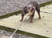 English bulldog