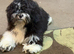 UDATE ONLY ONE BOY AVAILABLE Exquisite litter of Havanese Puppies