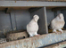 Pigeon for sale