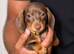 Miniature dachshund puppy