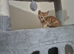 Gorgeous ginger male kittens