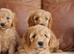 Beautiful Health Tested F1b Cavapoo Puppies