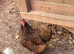 ****PUREBRED PEKIN FEMALES****
