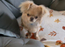 Chihuahua boy for sale