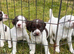 Springer spaniel pups