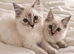 Ragdoll Kittens