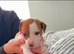 Jack Russel pups