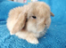Baby mini lops for sale