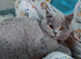 British Shorthair female kitten