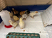 Unsexed cross breed chicks £6 each
