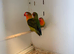 3 Fisher Lovebirds
