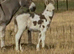 Minature jack donkey foal