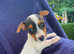 Jack Russel x Cocker Spaniel Puppies