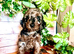 Quality Cockapoo Puppies Rare Merle Red Black