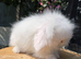 Teddywidder bunnies ready to go