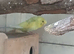 2 pairs budgies