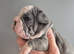 READY NOW French bulldog puppies