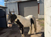 Flashy coloured cob gelding