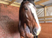 18.2 shire horse for part loan