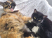 Hi we are kitty and Biscuit, a bonded mum and daughter