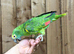 Blue fronted