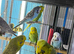 Budgies Glasgow