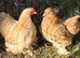 Pair of Buff Pekin Bantams