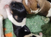 Minature Jack Russell puppies