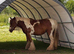 Stunning 13.2 female cob