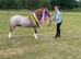 Section A Stallion – 11.3hh