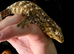Leachianus gecko male cb26