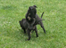 Collie whippet x