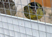 Canary