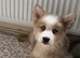 Adorable chow husky