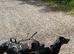 Staffy x daschund
