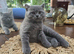 LITTLE LADY HARRIET, GCCF BLUE BRITISH SHORTHAIR