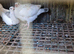 Pigeons