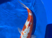 Home bred 10&rdquo; koi carp