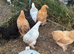 Point of lay Pekin bantam chickens